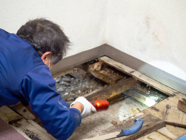 Best Home Mold Removal  in Tillamook, OR