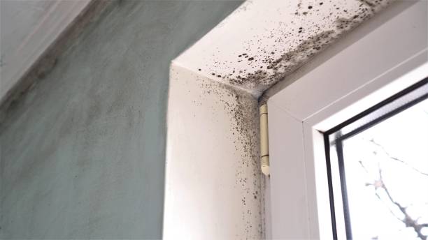 Tillamook, OR Mold Removal Company