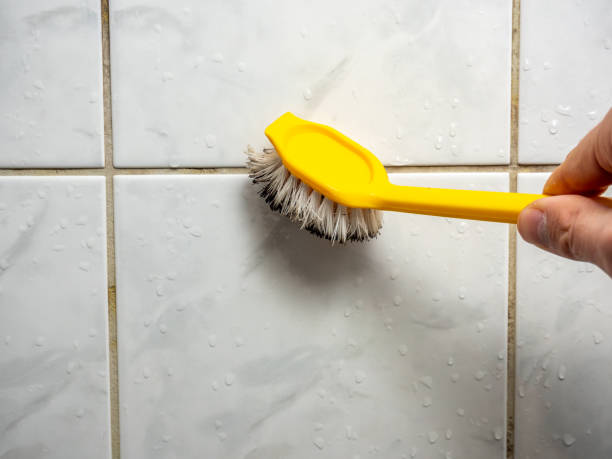 Mold Removal Process in Tillamook, OR