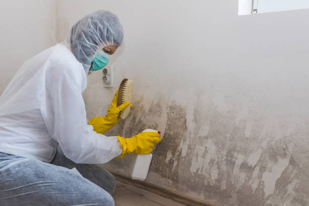 Best Office Mold Removal Services  in Tillamook, OR