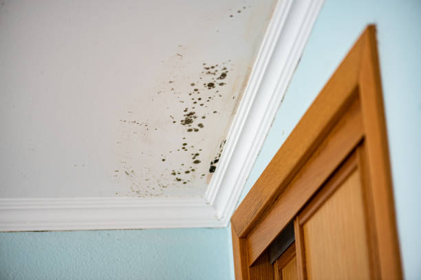 Best Mold Testing  in Tillamook, OR