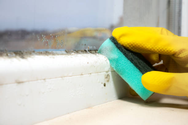 Best Home Mold Removal  in Tillamook, OR