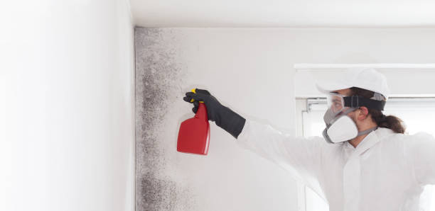 Best Office Mold Removal Services  in Tillamook, OR