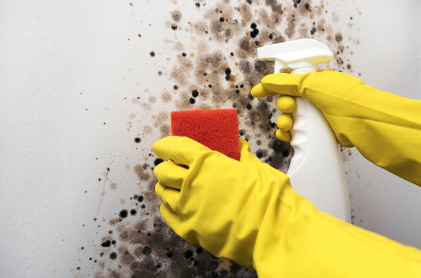 Best Office Mold Removal Services  in Tillamook, OR