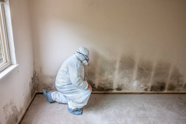 Best Certified Mold Removal  in Tillamook, OR