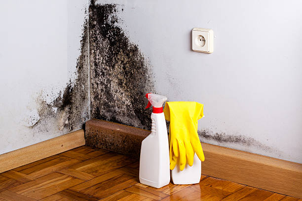 Best Toxic Mold Removal  in Tillamook, OR